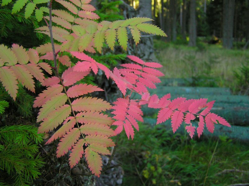 P1010155.JPG