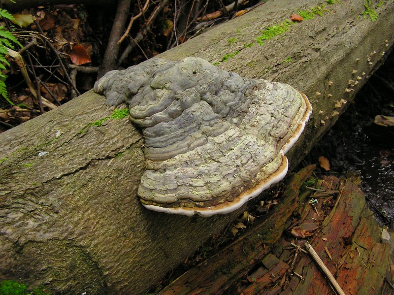 P1010485.JPG