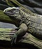 IMG_3105.JPG